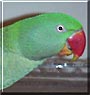 Polly Jo