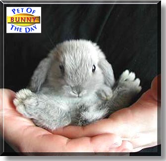 Bunny, the Pet of the Day