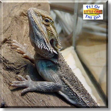 Little-One, the Pet of the Day