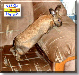 Bugsy, the Pet of the Day