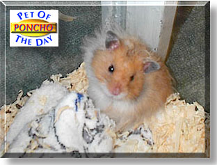 El Poncho Villa, the Pet of the Day