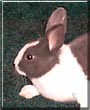 Bugsy