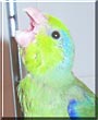 Marvin