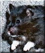 Drusilla