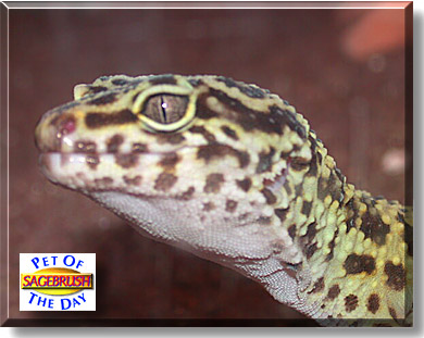 Sagebrush, the Pet of the Day