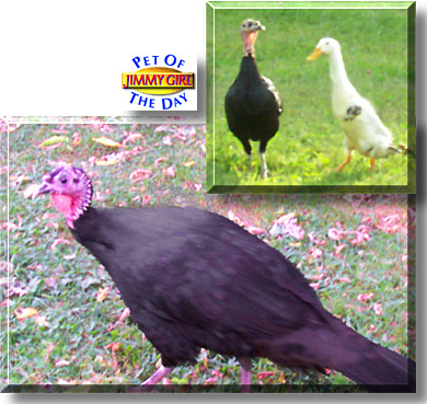 Jimmy Girl, the Pet of the Day