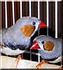 Mr. Bird, Zazu