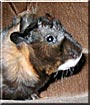 Guinea