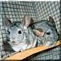 Pip, Archie