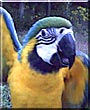Abu