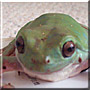 Froogit