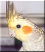 Lucy