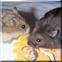 Larry, Moe