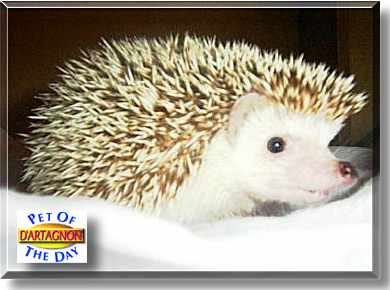 D'Artagnon, the Pet of the Day