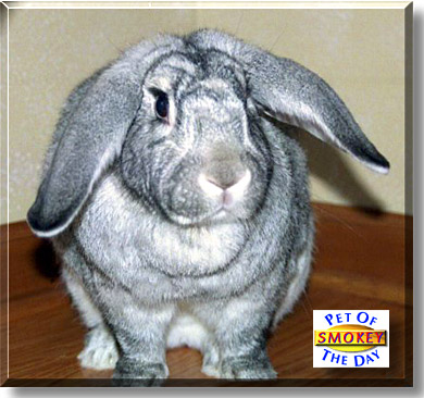 Smokey, the Pet of the Day