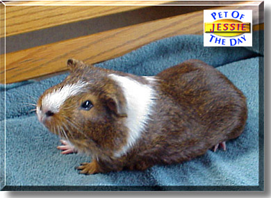 Jessie, the Pet of the Day