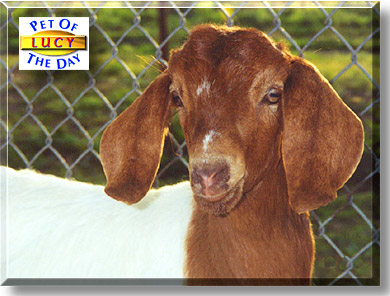 Lucy, the Pet of the Day
