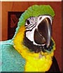 Rico