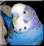 Tweety