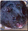 Hamtaro