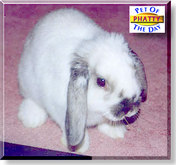 Phatty, the Pet of the Day