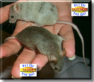 Taddy and Dutchess, the Pet of the Day