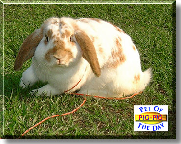 Pig-Pig, the Pet of the Day