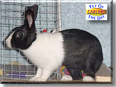 Carling, the Pet of the Day
