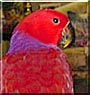 Lady Bird
