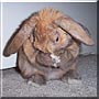 CinnaBun