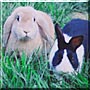 George, T-Bunny