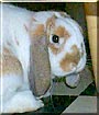 Simon