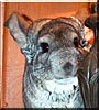 Roo
