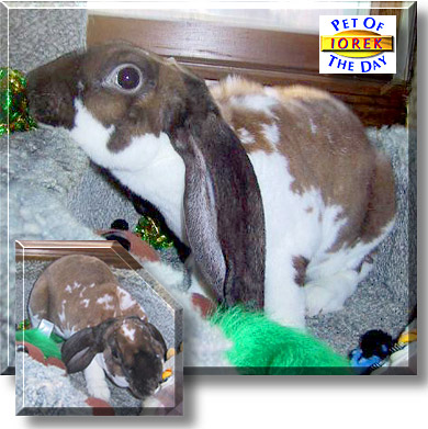 Iorek, the Pet of the Day