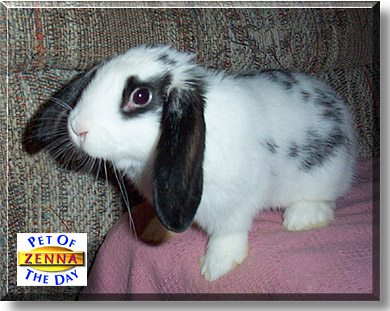 Zenna, the Pet of the Day