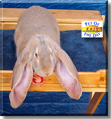 KAJ3, the Pet of the Day
