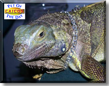 Caicos, the Pet of the Day