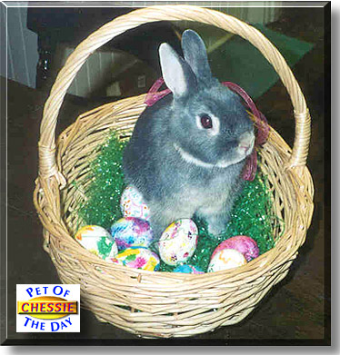 Chessie, the Pet of the Day