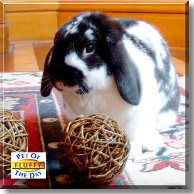 Fluffy, the Pet of the Day