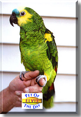 Elvis, the Pet of the Day