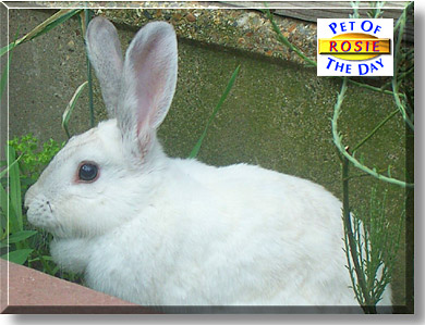 Rosie, the Pet of the Day