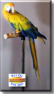 Sunshine, the Pet of the Day