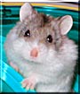 Dimitri