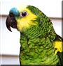 Elvis