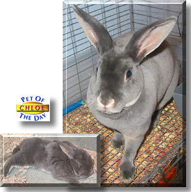 Chloe, the Pet of the Day