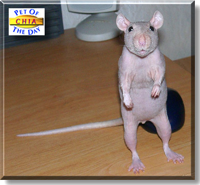 Chia, the Pet of the Day