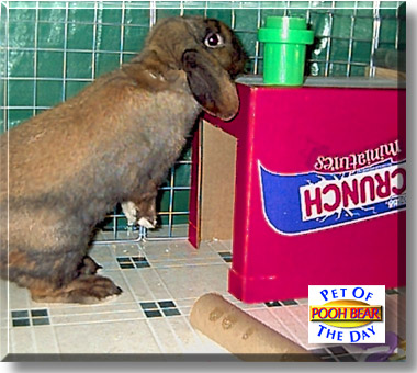 Pooh Bear, the Pet of the Day