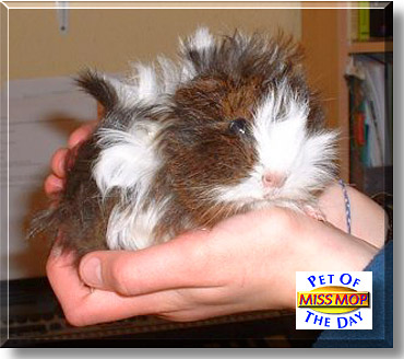 Miss Mop, the Pet of the Day
