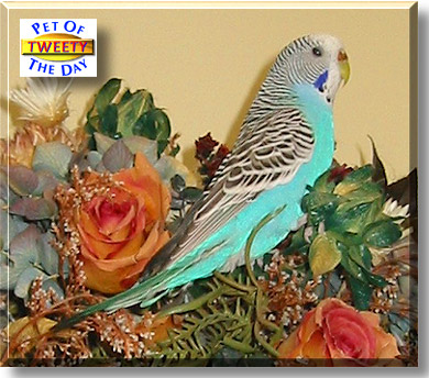 Tweety, the Pet of the Day