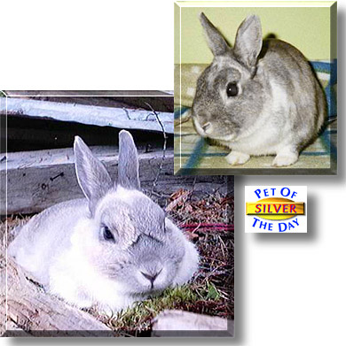 Silver, the Pet of the Day